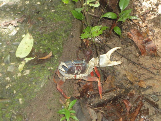 Die Harlekinkrabbe, man findet sie in Scharen in den dichten feuchten Wäldern (Blauer Panzer, rote Beine)