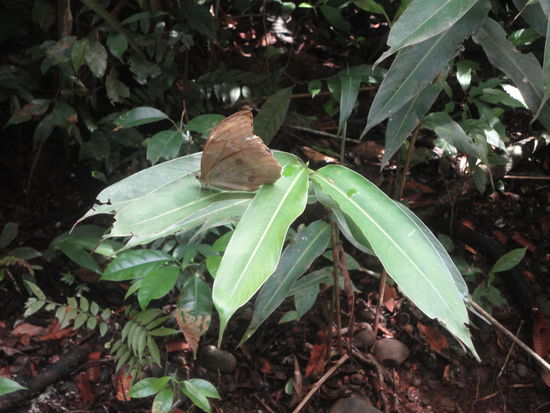 Einer der seltenen großen Schmetterlinge, oft als Touristensouvenir leider ausgestopft zu kaufen.