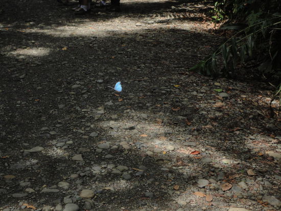 Der gleiche Schmetterling, der blau schimmert, wenn er fliegt.