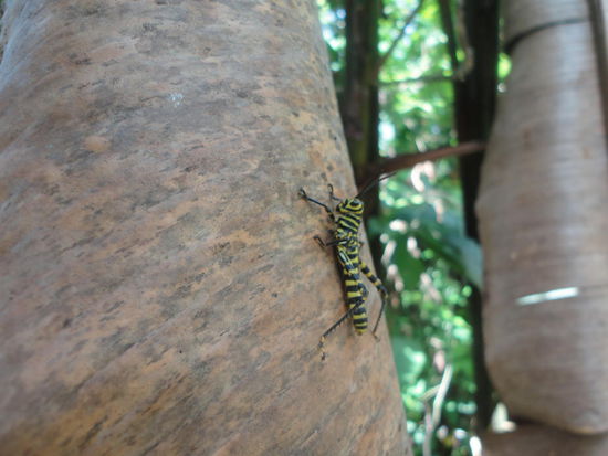 Die Zebraheuschrecke