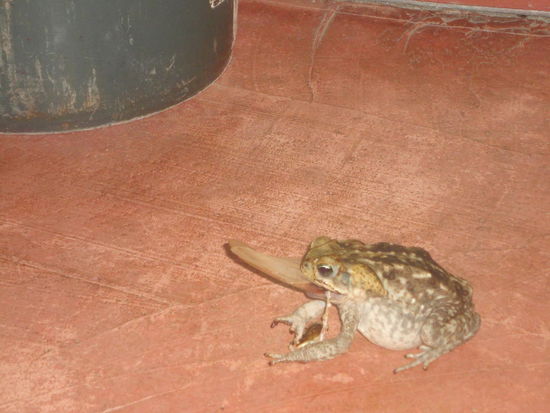 Da hat sich jemand im Badezimmer verirrt.