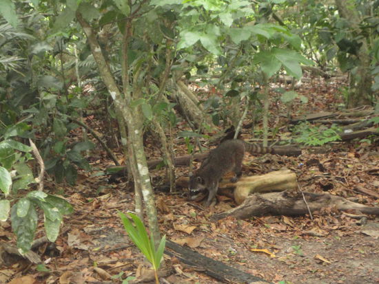 Die gemütlichen Waschbären.