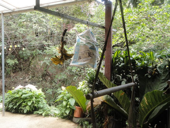 Außenbereich mit eigenem Bananenstamm (Selbstbedienung)