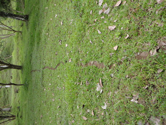 Das nenne ich mal eine Ameisenstraße! Ca. 5cm breit und mehrere hundert Meter lang.