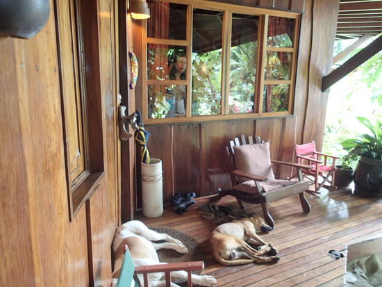 Irgendwelche Hunde, die uns abends bis zur Türe begleitet und die ganze Nacht für Sicherheit gesorgt haben