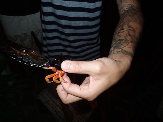 Ein Besucher aus unserer Dusche, mit Zange kein Problem