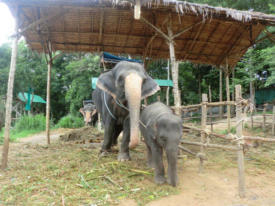 Gucken und füttern ja, Elefantentrekking Nein