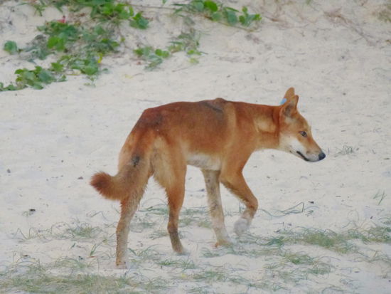 Dingo