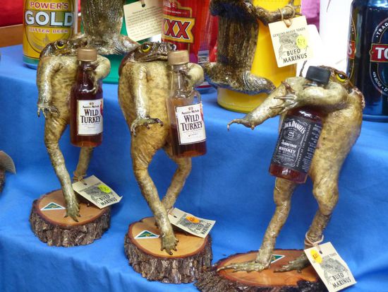 AHA! Die Kroeten gibt es also auch hier!