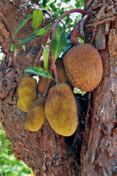Jackfruit: Groß, schwer, delikat und teuer.
