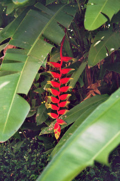 Heliconia rostrata (Hof des Nationalmuseums, Phnom Penh) In den Blütenkelchen sammelt sich Wasser, darin leben Ameisen.