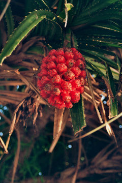 Pandanus-Palme mit Frucht (Lamai, Koh Samui). Die Früchte dienen als Bindemittel beim Kochen.
