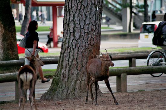 Zwei brunftige Rehböcke, die Geräusche machen wie eine schlecht geölte Türangel. In allen Parks kann man die Tiere mit speziell zu kaufenden Reiskeksen füttern. Die Hörner werden einmal jährlich gestutzt.