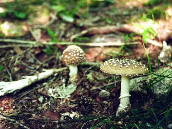 Pantherpilz (im Park des Arima-Onsen)