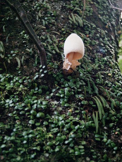 Dieser Pilz heißt auf japanisch Kinuofukurutake (kennt den jemand auf deutsch?)