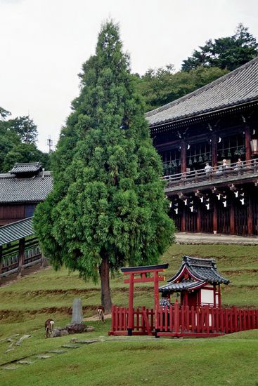 Jeder buddhistische Tempel hat auch einen shintoistischen Schrein dabei. Damit zeigen die "einheimischen" Shinto-Götter, daß sie der "fremden" buddhistischen Religion gewogen sind. Eines der zahlreichen freilaufenden Rehe links.