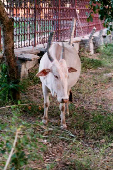 "Heilige" Kuh, was nur heißt, daß Rindfleisch nicht gegessen wird. Als Zugtiere werden sie durchaus mit Stockschlägen gequält. Auch ihre Milch gehört jemandem (Brahmin-Rinder geben wenig), selbst wenn die Tiere selbst den ganzen Tag frei herumlaufen. Vielfach werden die Hörner bunt angemalt, um den Eigentümer kenntlich zu machen. (Aufnahme Bangalore, Jan. 1994)