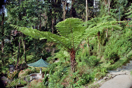 3 m hoher Baumfarm im Millenium Park von Gangtok.
