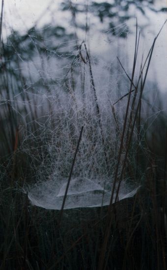 "may all Beiings be Happy" -- Ruhe und Frieden im morgendlichen Nebel.