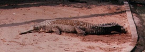 Ein "Ganges-Krokodil" (Gavialis gangeticus) in Freiheit fast ausgestorben.
