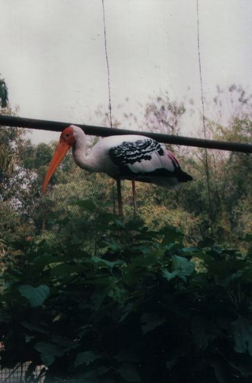 Ein bunter Vogel ...