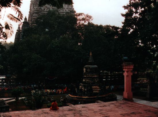 DER Bodhi-Baum (ficus religiosa), hinter dem Tempel unter dem Shakyamuni, die Erleuchtung zum Tathagatha erreicht haben soll.