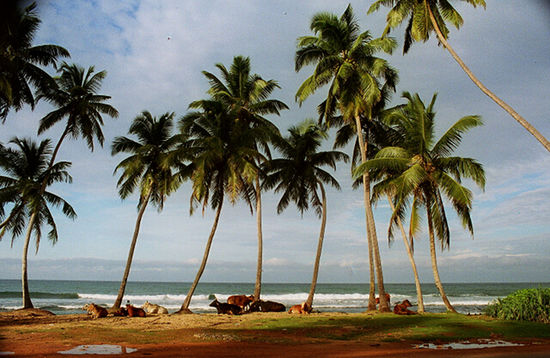 Ruhiger Strand nördlich Hikkaduwa (Dez. 1993). Zur Rechten der Abschnitt des Strandes der am Morgen vom ganzen Dorf gemeinschaftlich, aber nach Geschlechtern getrennt, zu "Geschäften" aufgesucht wird.