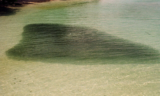 Kleine Fische im flachen Wasser, sie waren überhaupt nicht scheu und schwammen einem um die Füße (als Schwarm).