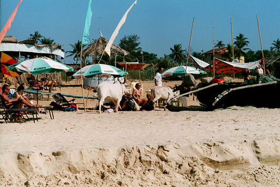 Typischer Strandbetrieb. Als ich eines Morgen im Sand schlief hatte eine Kuh die befreiende Idee über meine Beine zu pissen. Sie blieb vollkommen ungerührt als ich aufsprang und durchnäßte mein Handtuch weiter. Die Viecher sind ziemlich groß wenn man darunter liegt ...