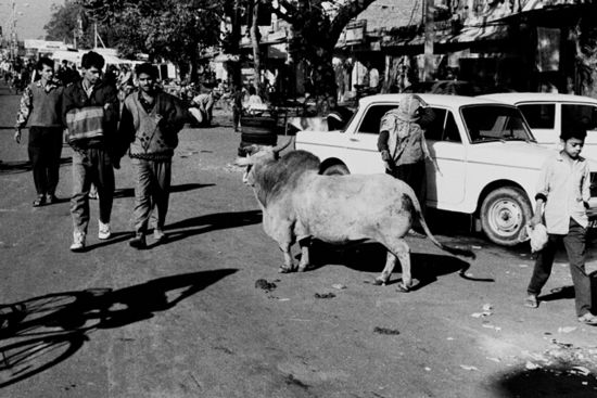 Indische Transportmittel: Kuh und Ambassador-Limousinen (Jaipur, Jan. 94)