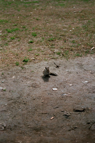 A-Hörnchen