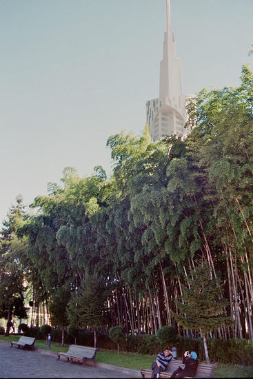 Bambus-Spitze  über Batumi.