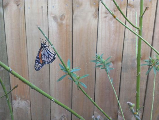 Einer der unzähligen Schmetterlinge