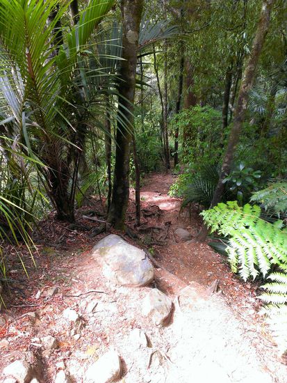 Der Weg durch den Kauriwald...