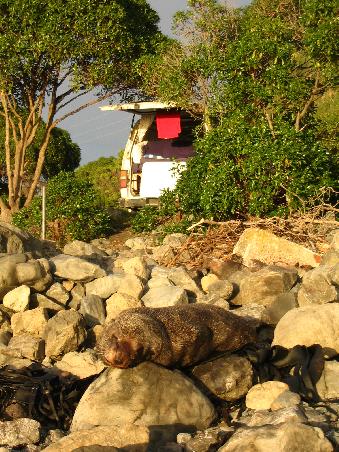 seeloewe in der morgensonne