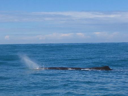 wal vor kaikoura
