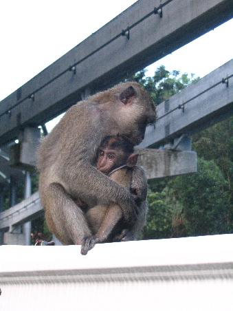monkey