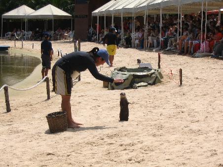 winkender otter bei der delphinshow