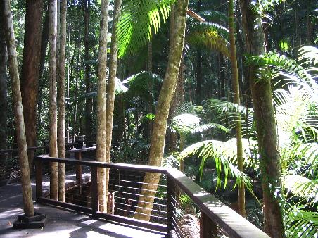 tropischer regenwald
