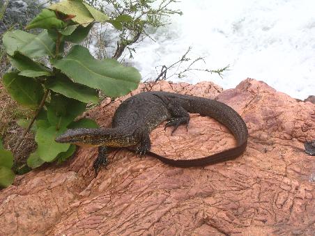 goanna am wasserfall