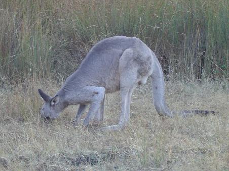 aussie wild