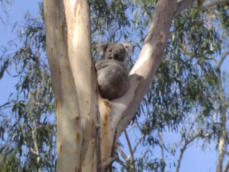 no teddy - ein echter koala! (tagesablauf: 20 stunden pennen und 4 stunden fressen - was fuer ein leben