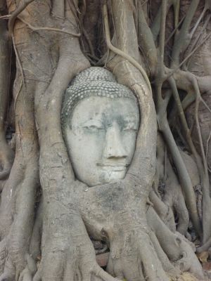 Der berühmte von einem Baum umwachsene Buddhakopf