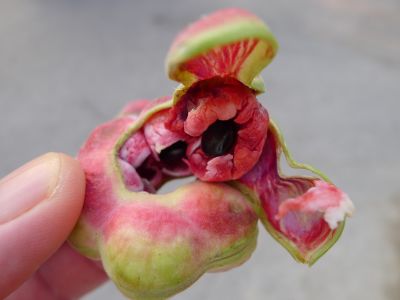 Eine leckerer Snack