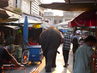 Ein kleiner Elefant wird über einen Markt geführt