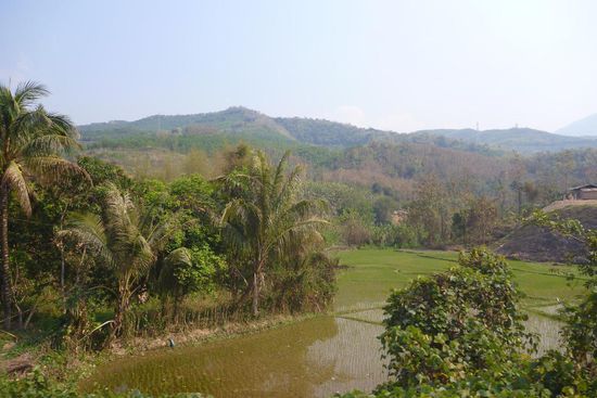 sehen frisch bewässerte Reisfelder