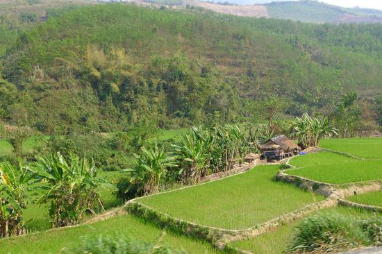 immer wieder schön dieses leuchtende Grün der Reisterassen