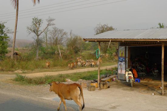 Und ständig im Weg herumlaufende Kühe werden lautstark von der Strasse gehupt