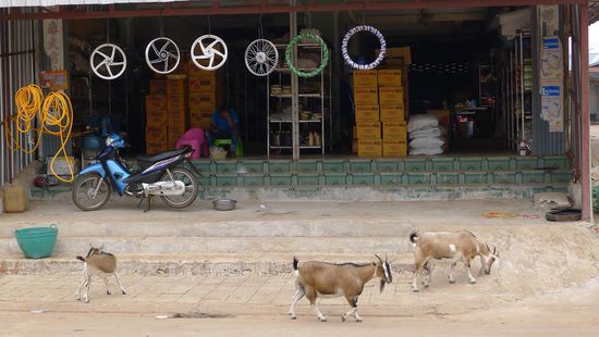 Ziegen trotten gemütlich durch die Strassen