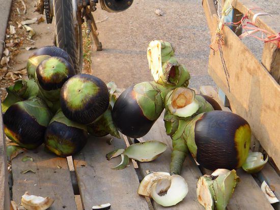 Die Ernte der gefährlichen Arbeit: Sugar Palm Nuts, ähneln entfernt Kokosnüssen